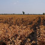 Olej z krokosza barwierskiego